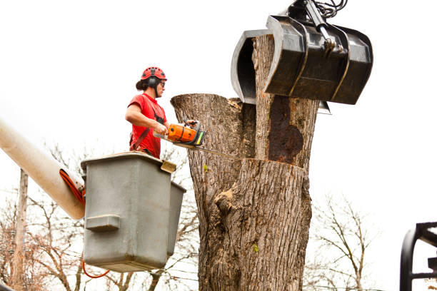 Tree and Shrub Care in Shelbina, MO