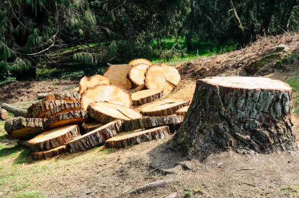 How Our Tree Care Process Works  in  Shelbina, MO